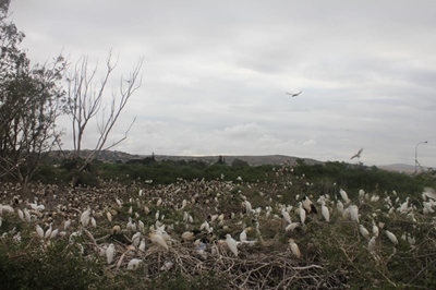 Birders' paradise