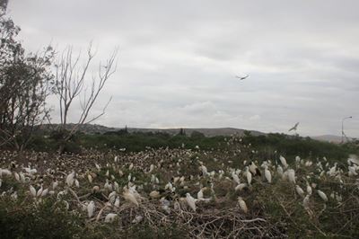 Birders' paradise