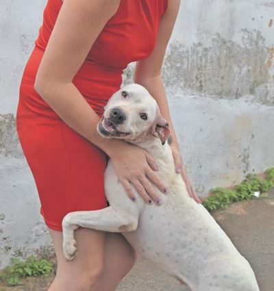 Dog takes a bullet for woman
