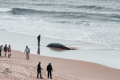 Whale carcass on Dwarswegstrand, Great Brak