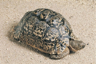 Alleged tortoise poacher busted