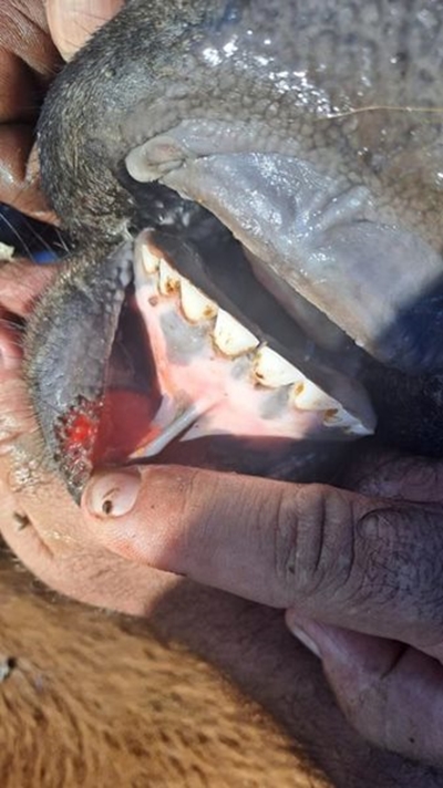 Gouda foot-and-mouth outbreak confirmed 