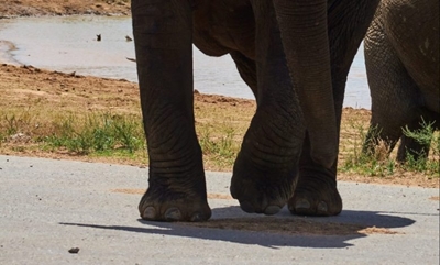 Suspected poacher killed by elephants in Kruger National Park