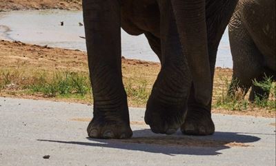 Suspected poacher killed by elephants in Kruger National Park