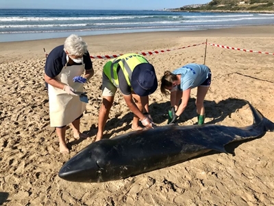 Rescue team worried as third whale washes up