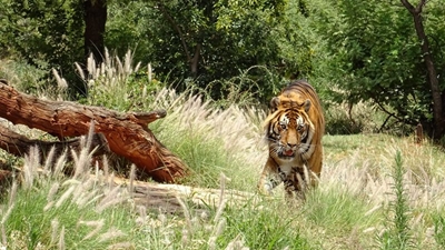Outcry over state of Pretoria zoo