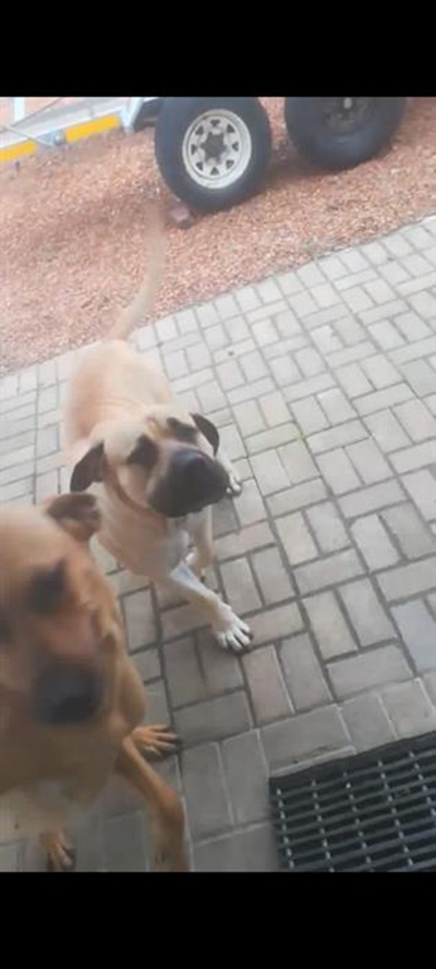 Beloning vir vermiste hond