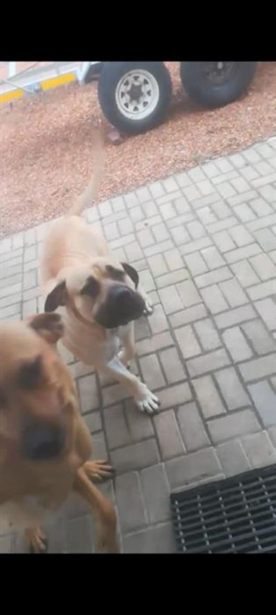 Beloning vir vermiste hond