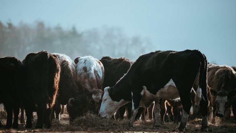 Government on top off foot-and-mouth disease response