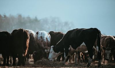 Government on top off foot-and-mouth disease response