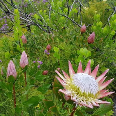 Spring shows positive signs of recovery in Knysna