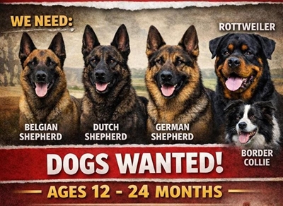 K9-eenhede in Oos-Kaap kort nuwe stertwaaiers