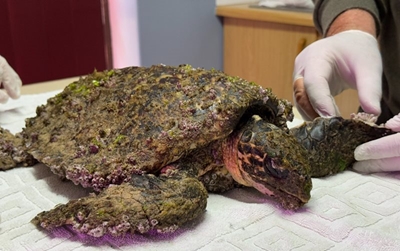 Hawksbill turtle rescued, treated, being sent to CT for rehabilitation