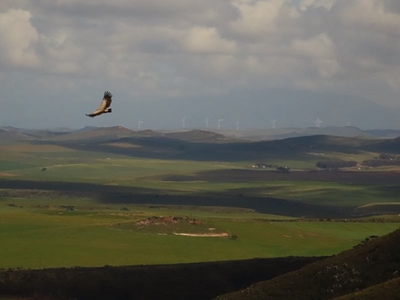 Rare birds fitted with satellite navigation