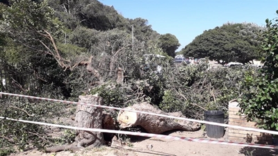 Resident fears beetle caused milkwood death