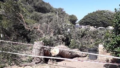 Resident fears beetle caused milkwood death