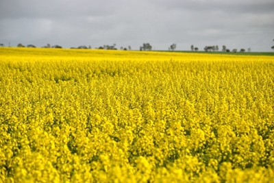 New record canola harvest predicted for South Africa