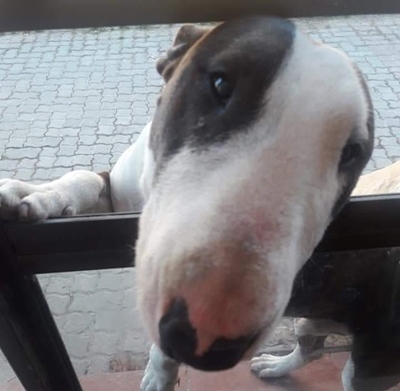 Missing dog found