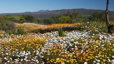 Cape Town: Most biologically diverse city 