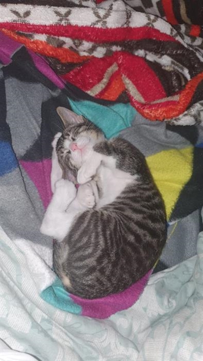Diere-maniere: Smokey die kat