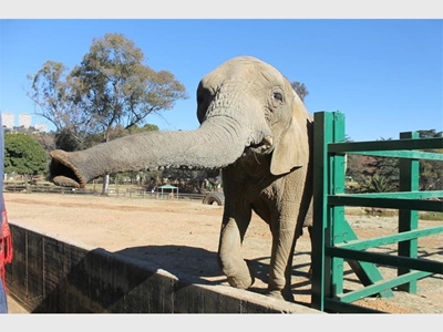 Zoo justifies the cost of acquiring new elephants
