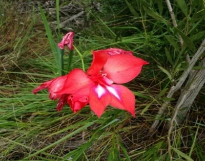 Excitement about rare plants