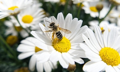 We’re planting: Flowers for butterflies and bees