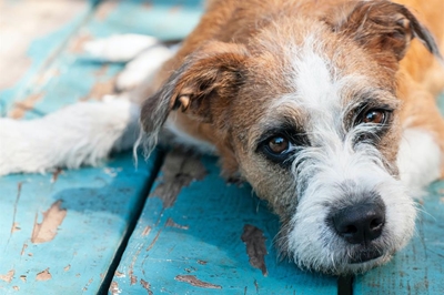 SPCA calls on community members to apply for committee
