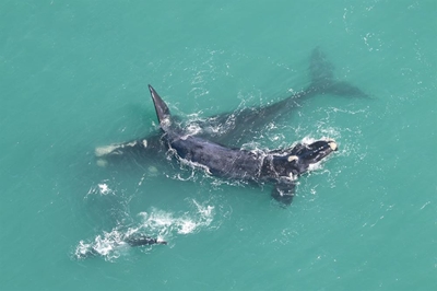 Whales galore…