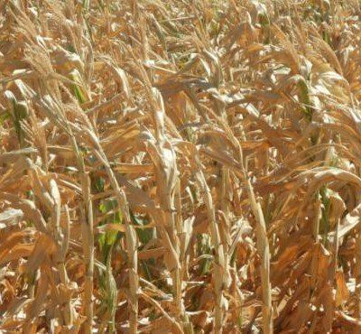 ‘Parts of the Free state must be declared a disaster area’