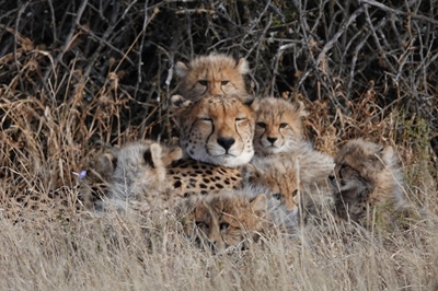 Could cheetahs form prides?