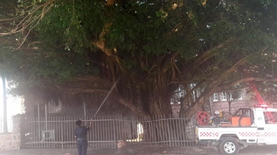 Another tree damaged