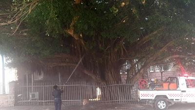 Another tree damaged