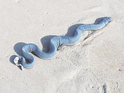 Rough seas bring highly venomous sea snakes to Plett beaches