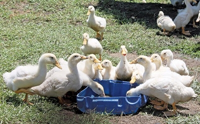 Free-range duck farming in KZN