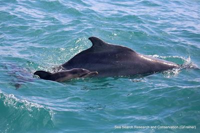 Unusual dolphin sighting