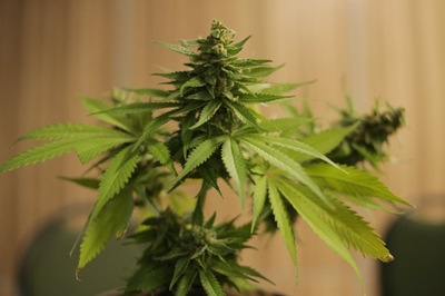 Cosatu welcomes Cannabis for Private Purposes Bill