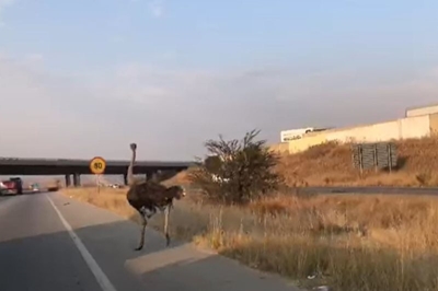 Runaway ostrich stuns motorists on busy Joburg road
