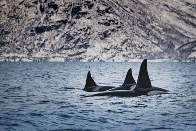 Caring killer whale grandmas help calves survive