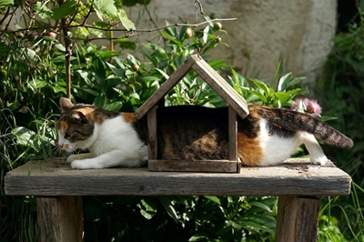 Things to know when getting a house-sitter