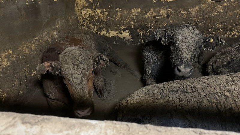 SA’s international animal welfare reputation at risk