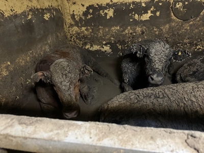 SA’s international animal welfare reputation at risk