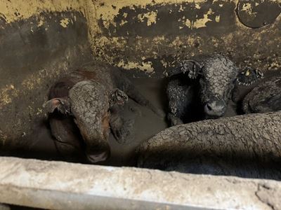 SA’s international animal welfare reputation at risk