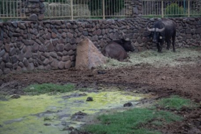 Bloemfontein Zoo animals – some thriving, some dead, some mysteriously missing