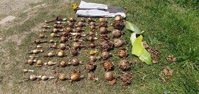 Man apprehended, collecting plants 