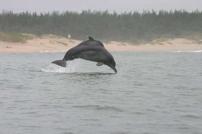 Dolphin identification gets algorithm boost