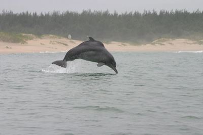 Dolphin identification gets algorithm boost