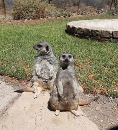 Diere-maniere: Meet the Meerkats