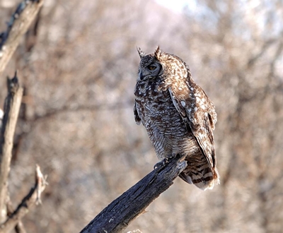 Birders enjoy beloved Karoo
