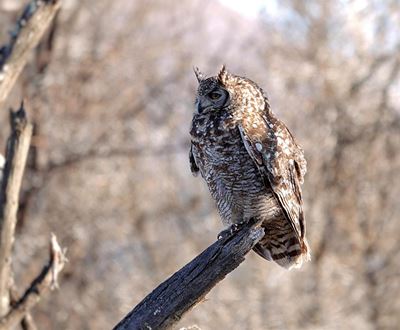 Birders enjoy beloved Karoo